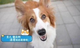 二狗爆料内容整理视频,视频内容深度解析